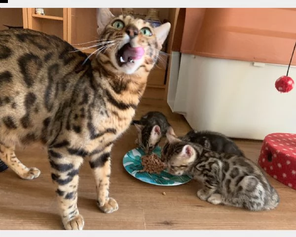 gattino bengala maschio e femmina | Foto 0