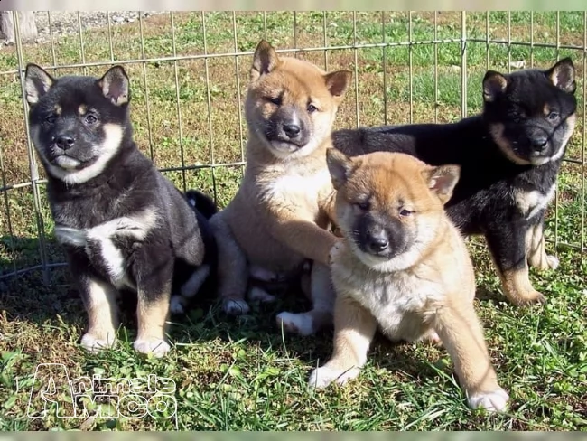 cuccioli di shiba inu