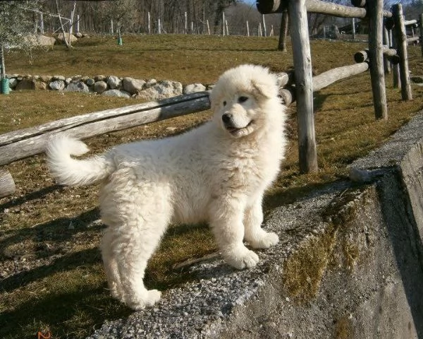 Cuccioli Di Pastore Maremmano Abruzzese