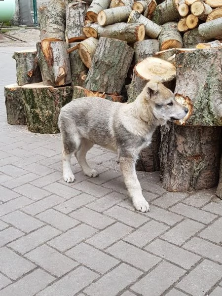 2 bellissimi cuccioli di cane lupo cecoslovacco 