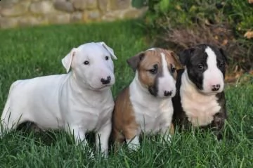 cuccioli di bull terrier con pedigree