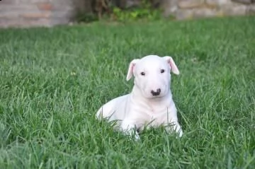 cuccioli di bull terrier con pedigree | Foto 0