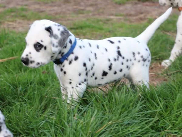 due bellissimi dalmata cercano adozione!! | Foto 0