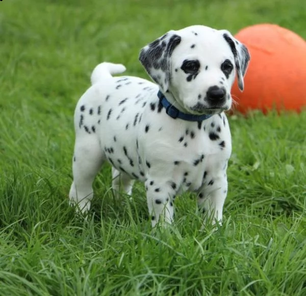 due bellissimi dalmata cercano adozione!!