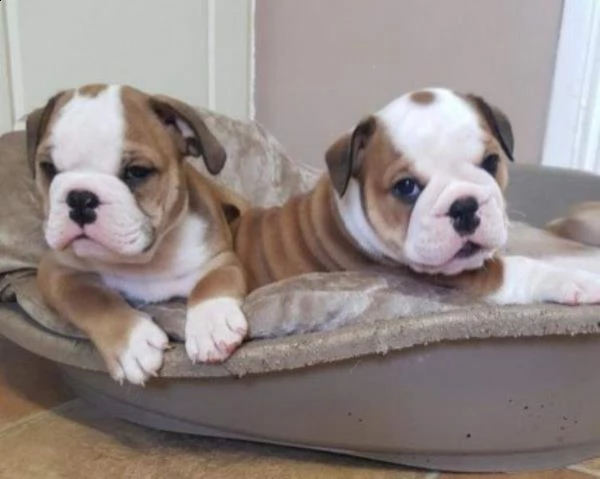  cuccioli di bulldog inglese con pedigree 100% 