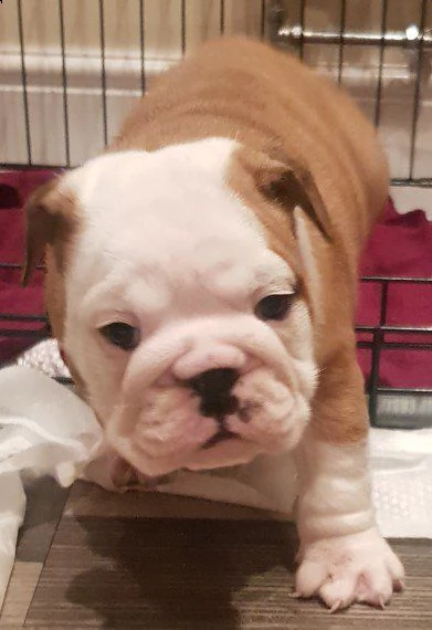 cucciolata bulldog inglese disponibili | Foto 2