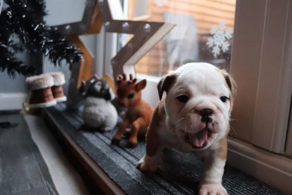 cucciolata bulldog inglese disponibili | Foto 1