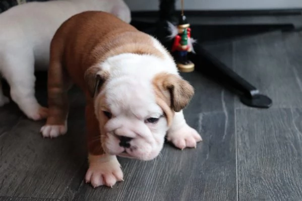 cucciolata bulldog inglese disponibili