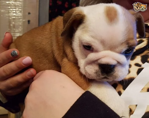 cucciolata bulldog inglese disponibili | Foto 0