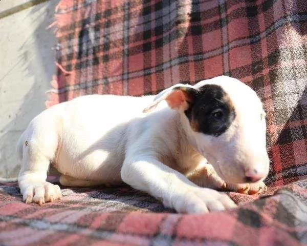 vendo splendidi cuccioli di bull terrier