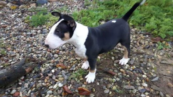 vendo splendidi cuccioli di bull terrier | Foto 2