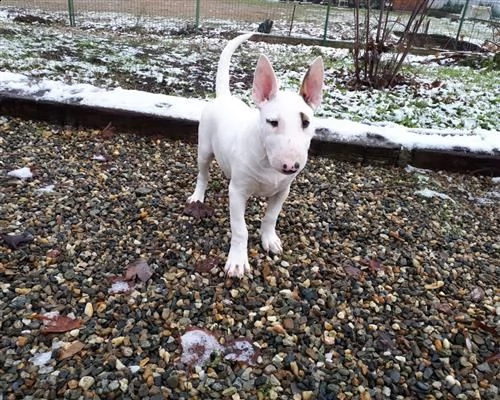 vendo splendidi cuccioli di bull terrier | Foto 0