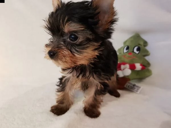 simpatici cuccioli di yorkshire terrier disponibili  | Foto 0