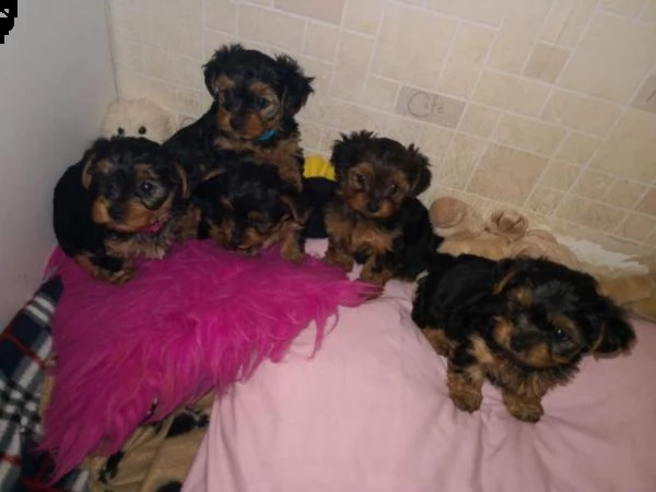 simpatici cuccioli di yorkshire terrier disponibili 