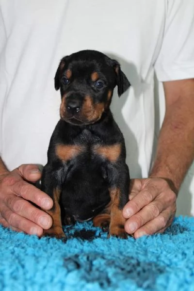 Cuccioli di Dobermann 