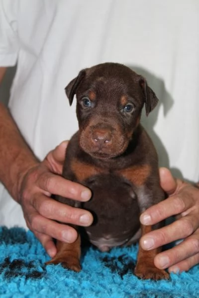 Cuccioli di Dobermann  | Foto 6