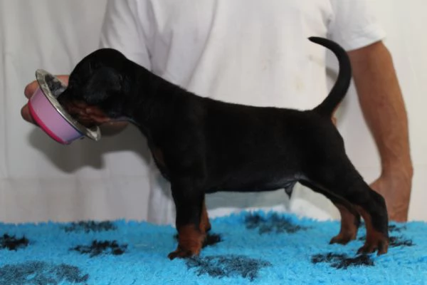 Cuccioli di Dobermann  | Foto 3