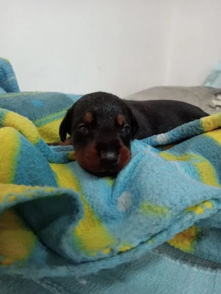 Cuccioli di Dobermann  | Foto 1