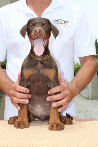 Cucciola di Dobermann  | Foto 7