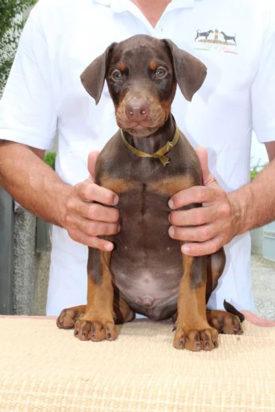 Cucciola di Dobermann  | Foto 6