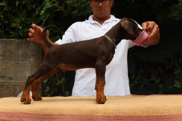 Cucciola di Dobermann  | Foto 4