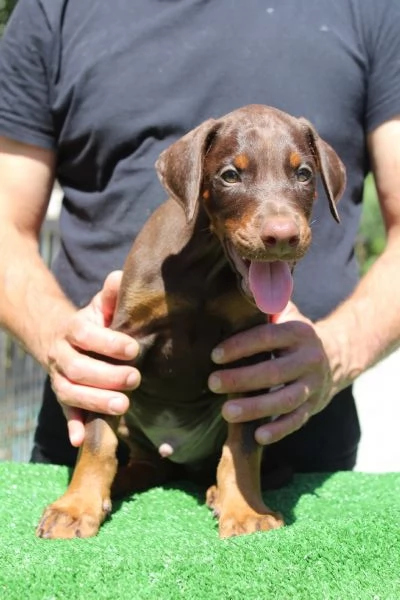 Cucciola di Dobermann  | Foto 3