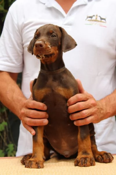 Cucciola di Dobermann  | Foto 2