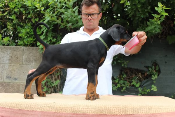 Cucciola di Dobermann  | Foto 1