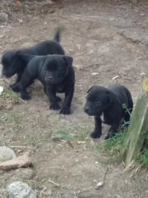 cucciola staffordshire bull terrier  | Foto 0