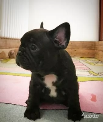 disponibili cuccioli di bulldog francese