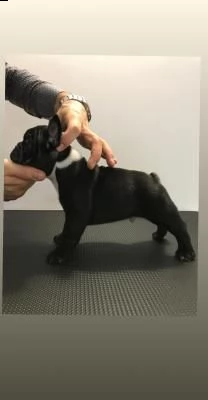 disponibili cuccioli di bulldog francese | Foto 0