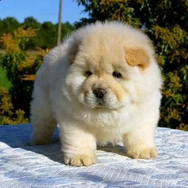 bellissimi cuccioli di chow-chow