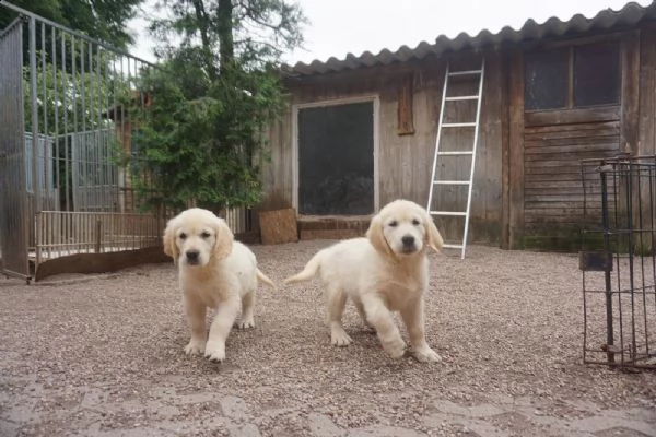 cuccioli di golden retriever - pedigree enci | Foto 2