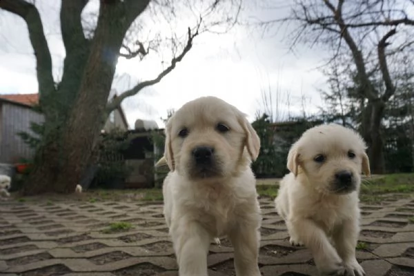 cuccioli di golden retriever - pedigree enci