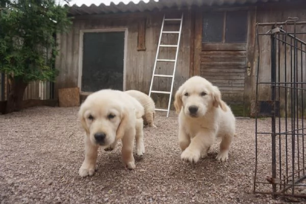 cuccioli di golden retriever - pedigree enci | Foto 1