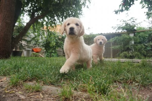 cuccioli di golden retriever - pedigree enci | Foto 0