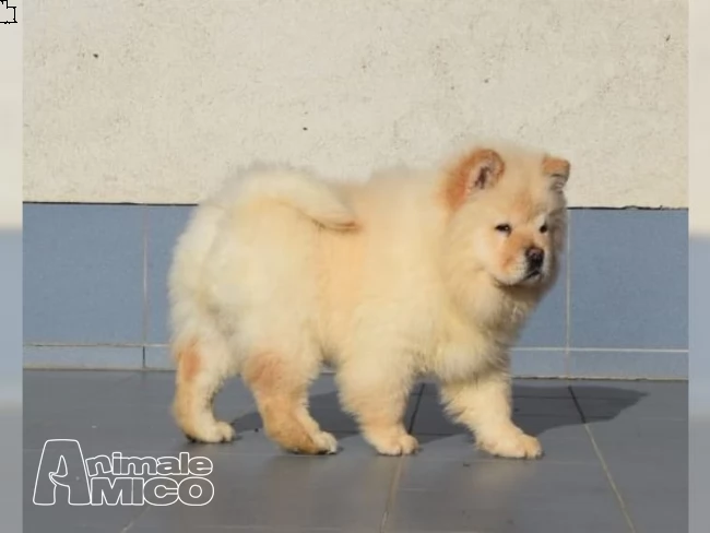 cuccioli di chow chow  | Foto 1