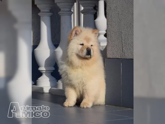 cuccioli di chow chow 