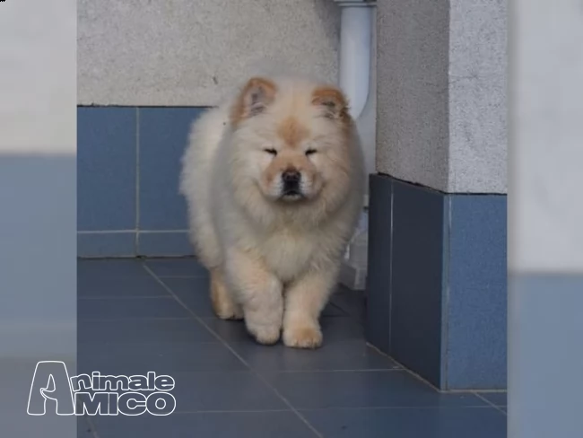 cuccioli di chow chow  | Foto 0