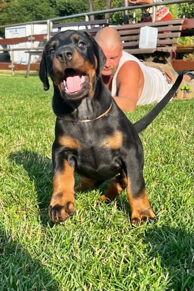 3 splendidi cuccioli di dobermann | Foto 0