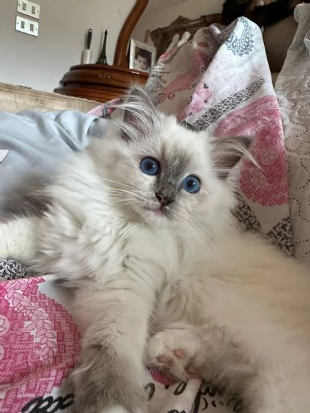 Cuccioli Ragdoll disponibili  | Foto 6