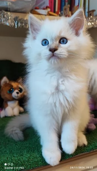 Ragdoll Cuccioli bellissimi | Foto 1