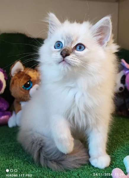 Ragdoll Cuccioli bellissimi