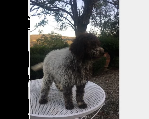 cuccioli di lagotto romagnolo  | Foto 0