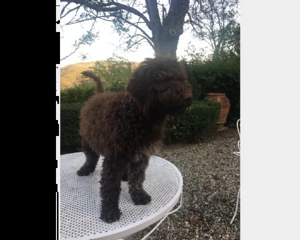 cuccioli di lagotto romagnolo 