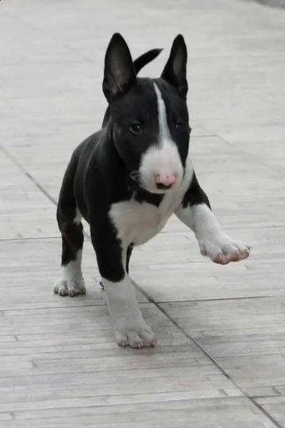 bull terrier di alta genealogia | Foto 2