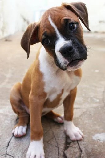 disponibili bellissimi cuccioli di boxer | Foto 2