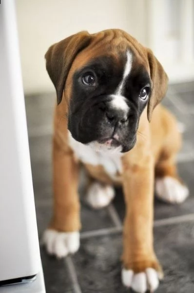 disponibili bellissimi cuccioli di boxer | Foto 1