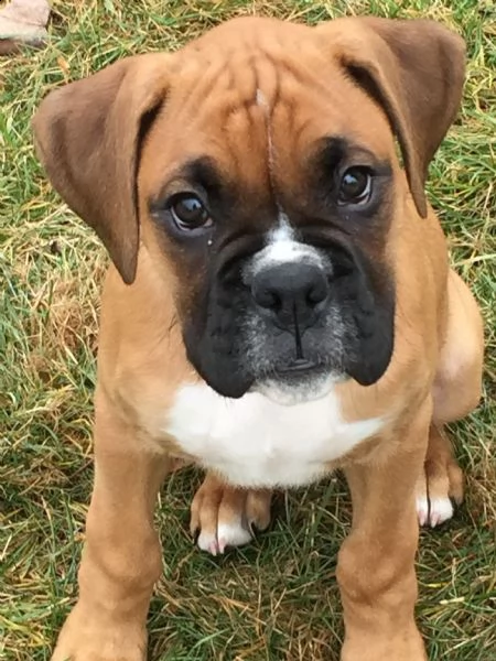 disponibili bellissimi cuccioli di boxer | Foto 0