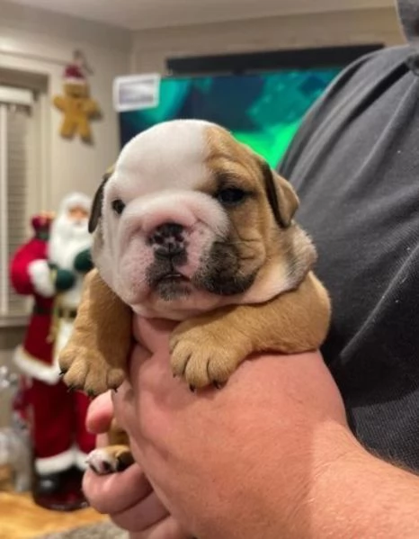 Cuccioli di bulldog britannico in adozione | Foto 2